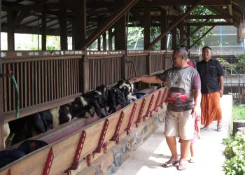 Tingkatkan Penjualan Hewan Qurban, Berikan Bonus Langsung Hingga Doorprize