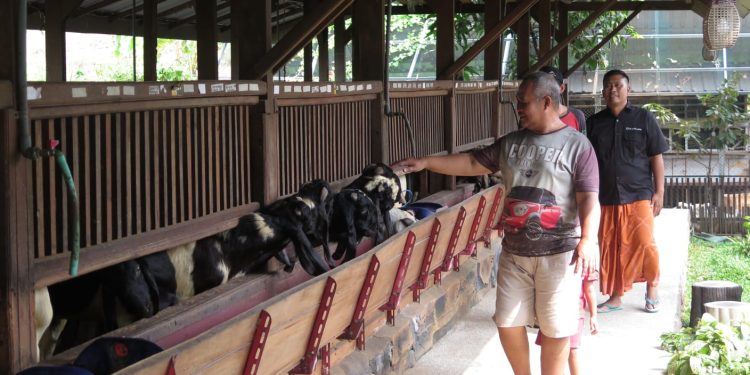 Tingkatkan Penjualan Hewan Qurban, Berikan Bonus Langsung Hingga Doorprize