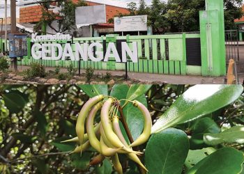 Asal-usul Nama Gedangan Ternyata Berakar dari Tanaman Mangrove, Bukan Pisang