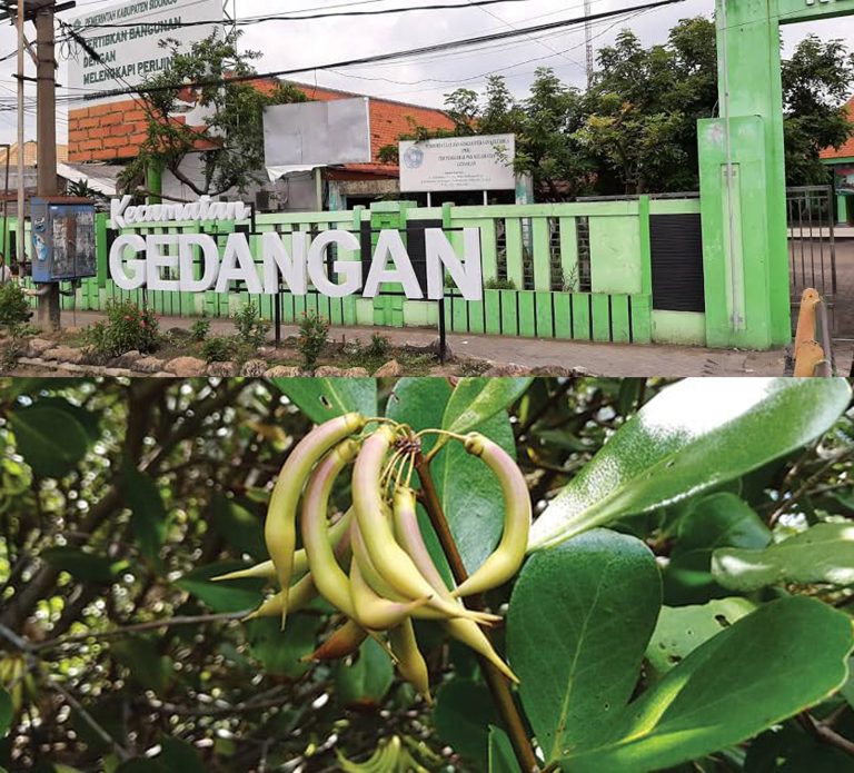 Sejarah Nama Gedangan Terungkap.