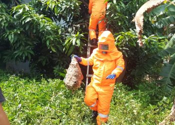 Petugas Damkar Amankan Sarang Vespa yang Ancam Warga Krembangan, Taman