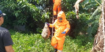Petugas Damkar Amankan Sarang Vespa yang Ancam Warga Krembangan, Taman