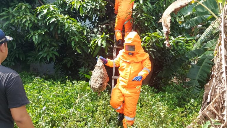 Evakuasi Sarang Tawon Vespa di Sidoarjo